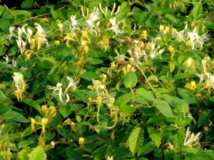 Honeysuckle