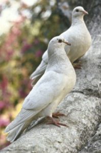 09-the-dove